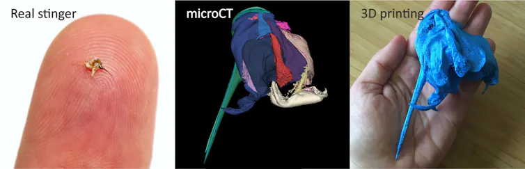Three images side by side showing the tiny bee stingers, a microCT scan of it, and a palm sized 3D printed version.
