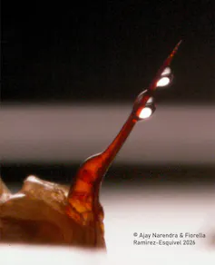 Close-up of a bee stinger with droplets of venom at the end.