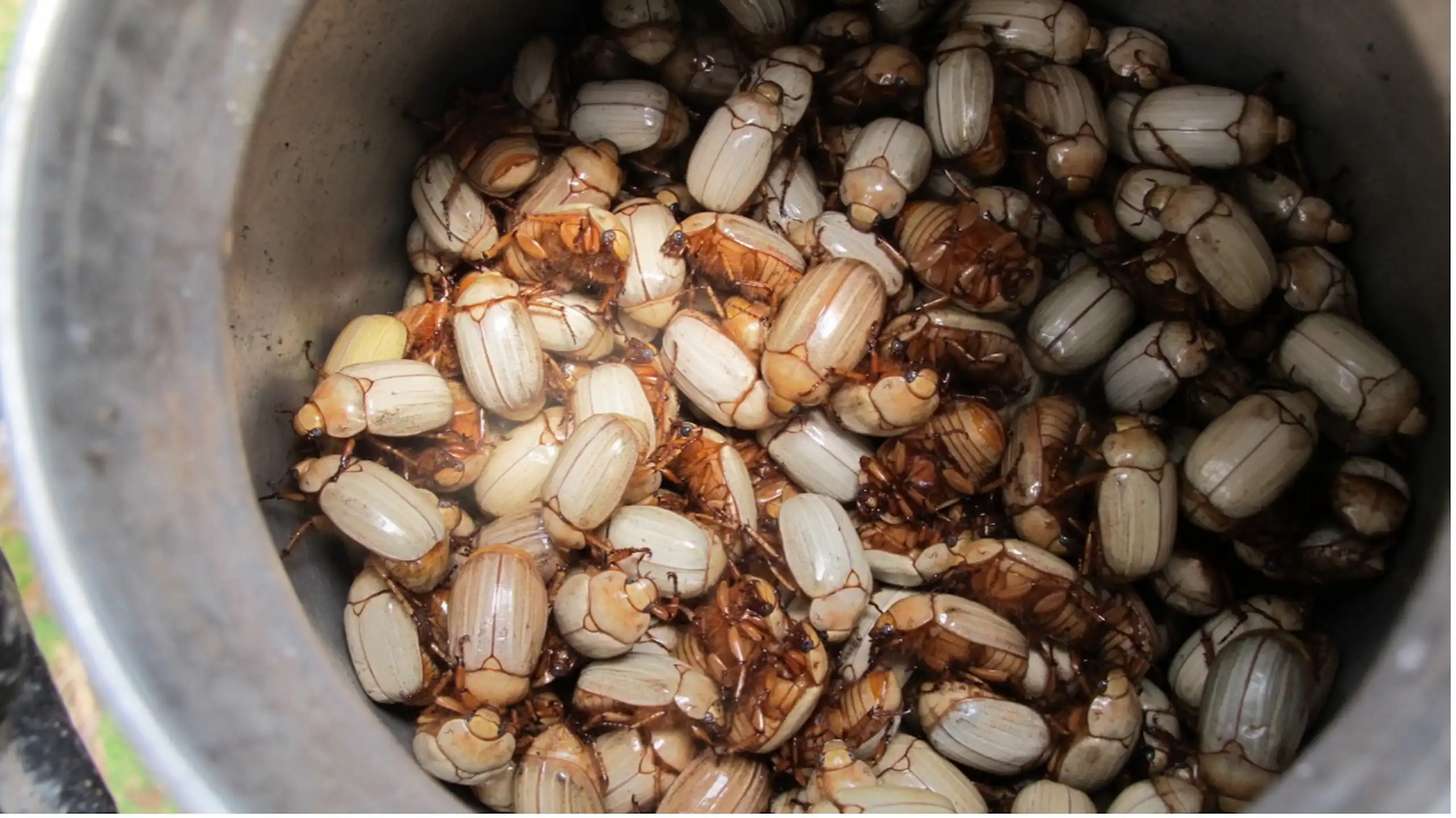 Bowl of freshly collected beetles.