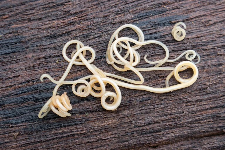 Roundworms.