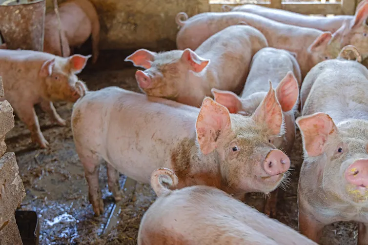 Pigs in a pen.