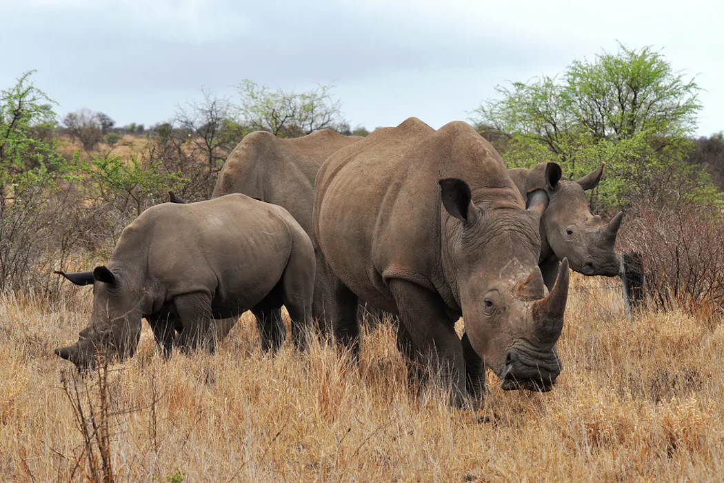 Rhinos and elephants can cause huge problems if reintroduced badly – here’s how to get it right