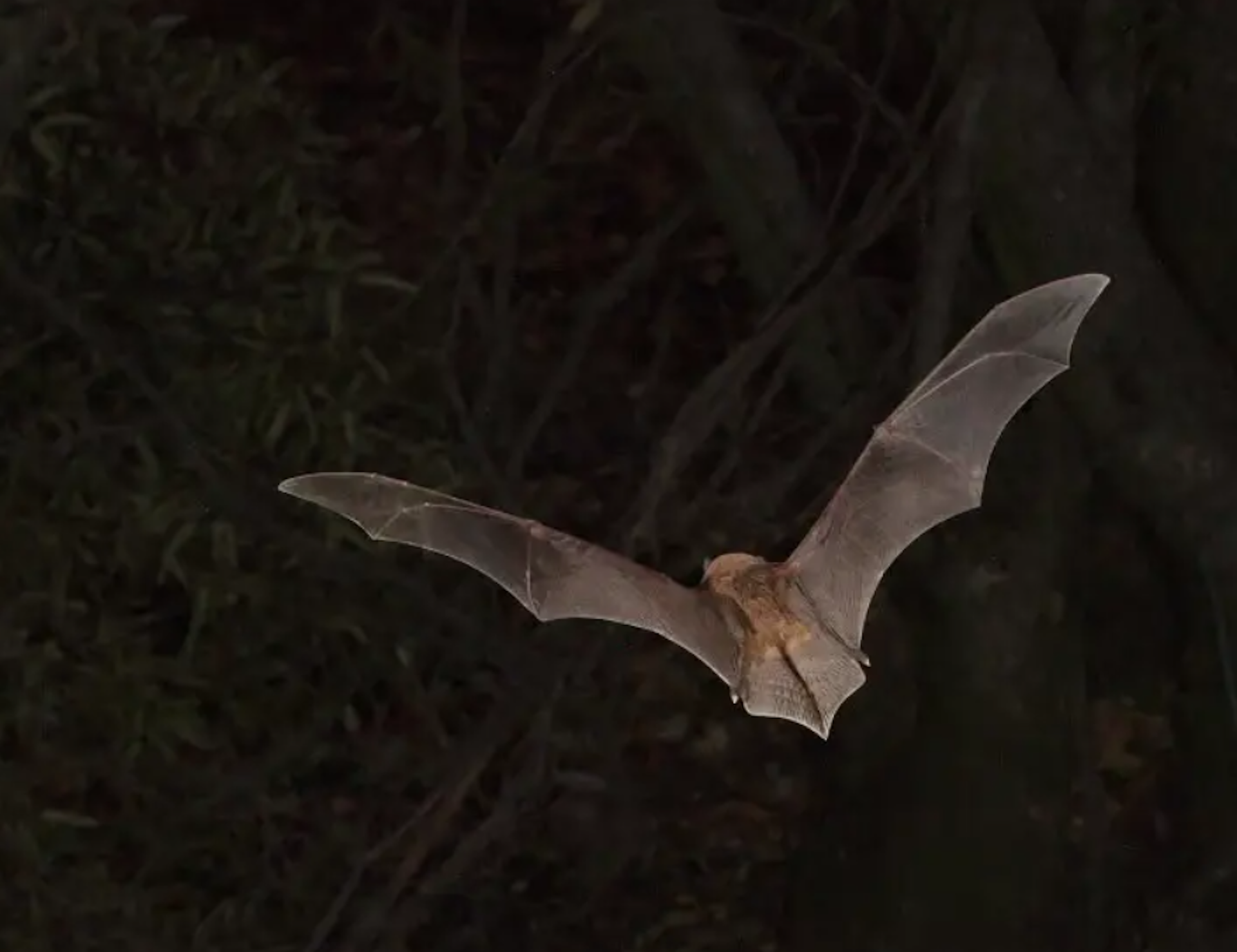 Africa’s bats could survive climate change – if they can find somewhere to live