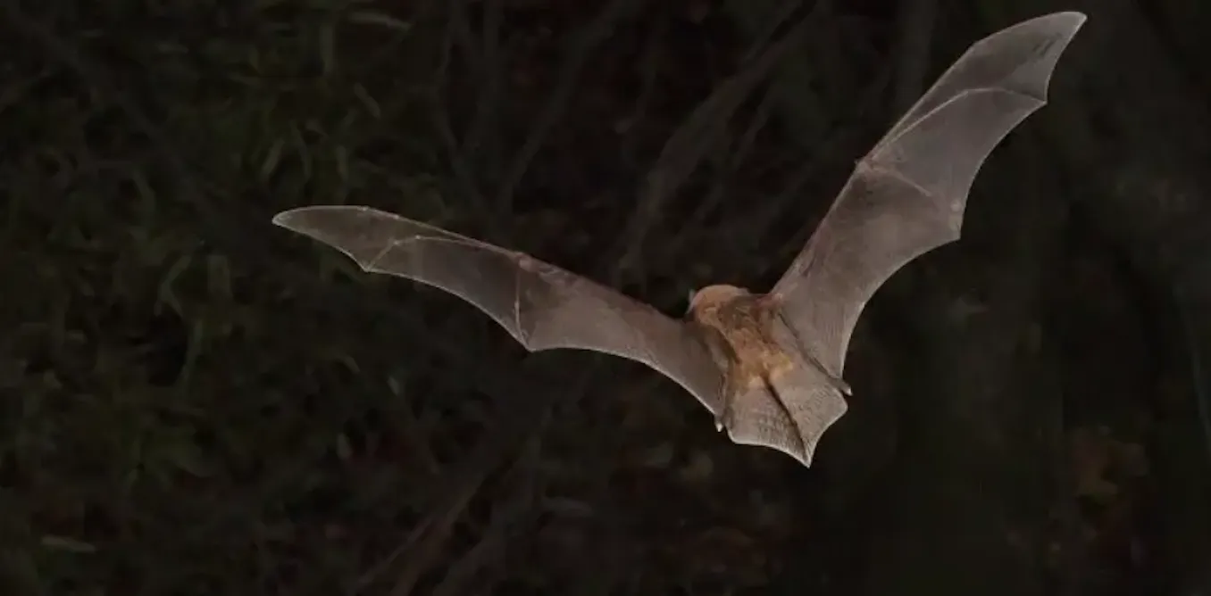 Africa’s bats could survive climate change – if they can find somewhere to live Africa’s bats could survive climate change – if they can find somewhere to live