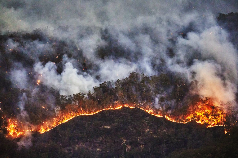 A fire burns through blue eucalyptus forest in the Blue Mountains.