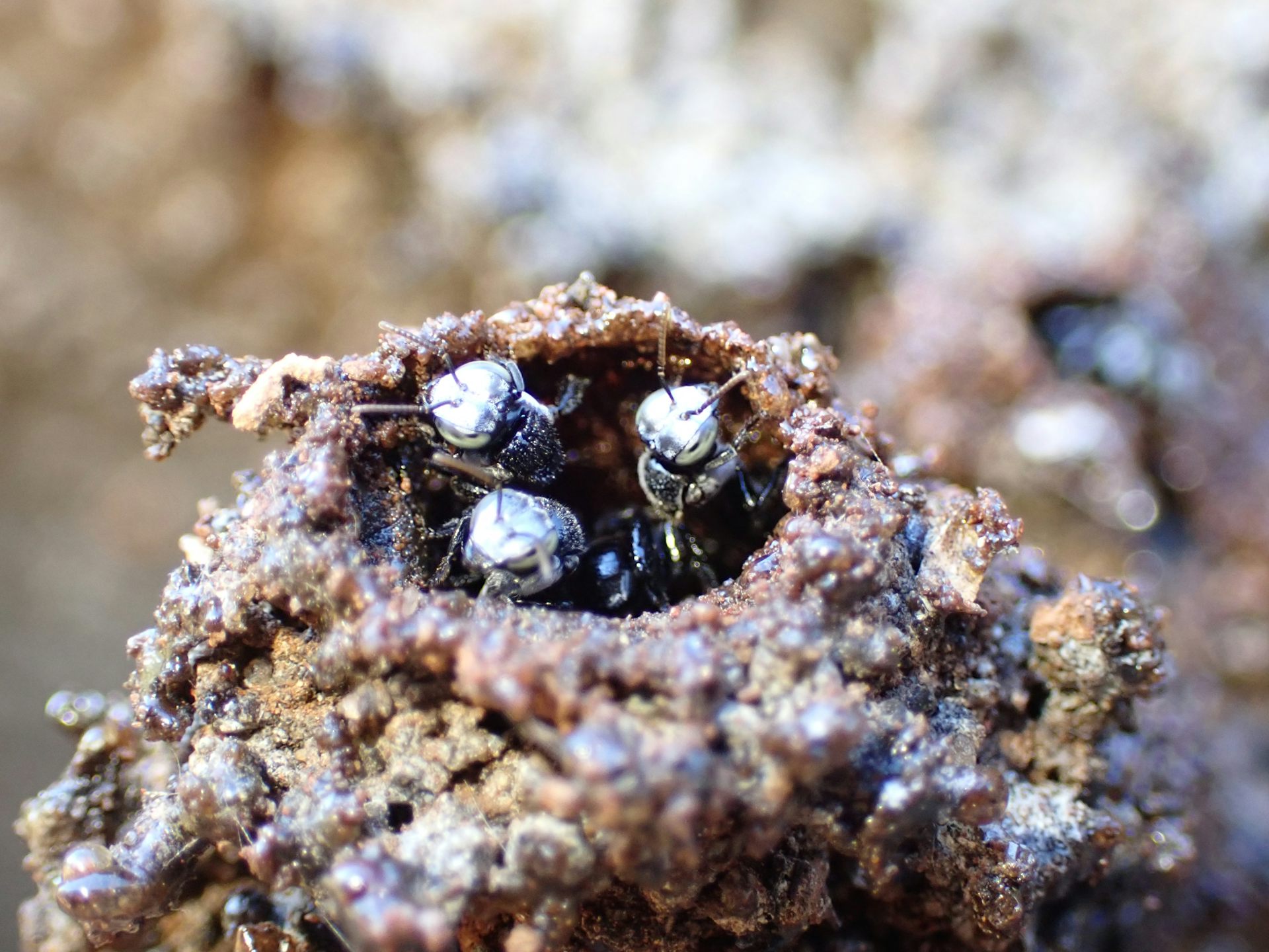 Three bees emerge from what looks to be a tree hollow or other type of cavity.