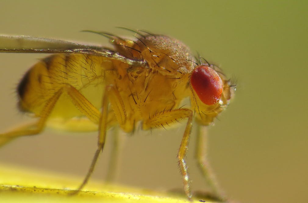 How To Kill Fruit Flies According To A Scientist