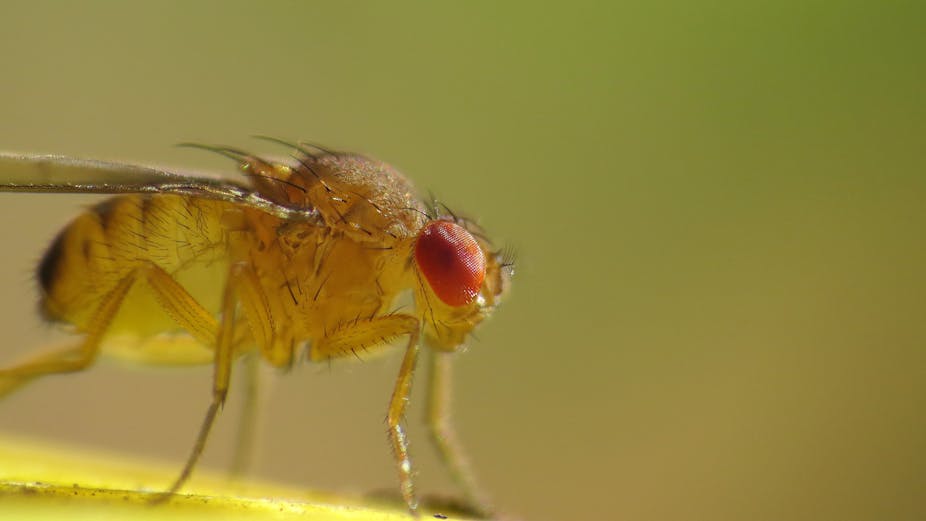 Genome-wide study in fruit flies to identify genetic risk factors