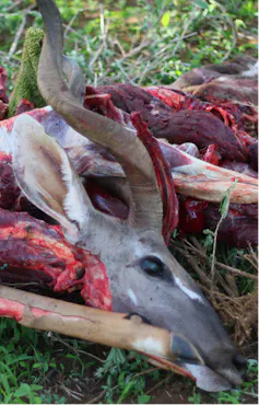 head of a horned, deer-like animal with pieces of its carcass