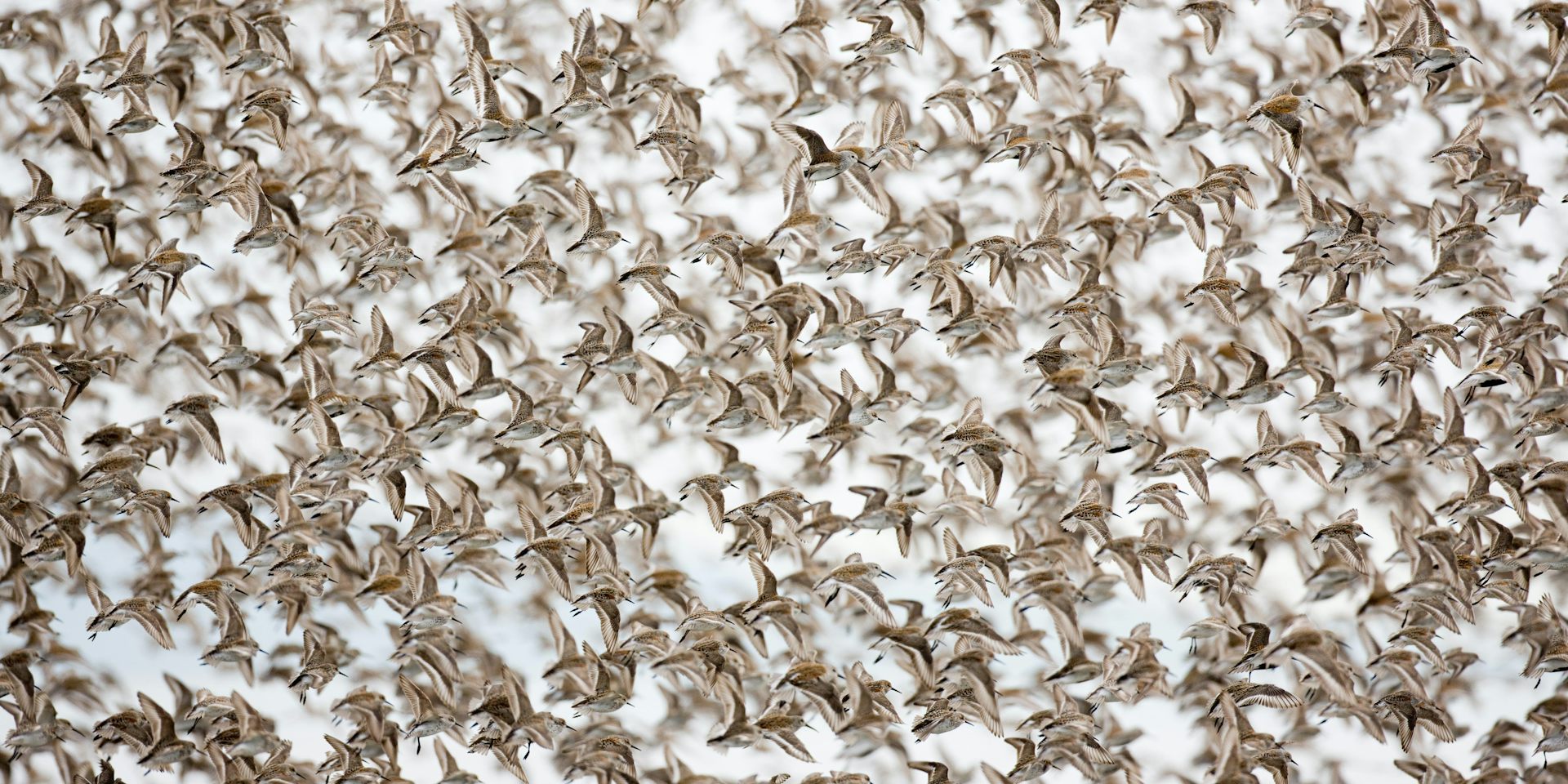 Rising seas threaten the world’s migratory shorebirds