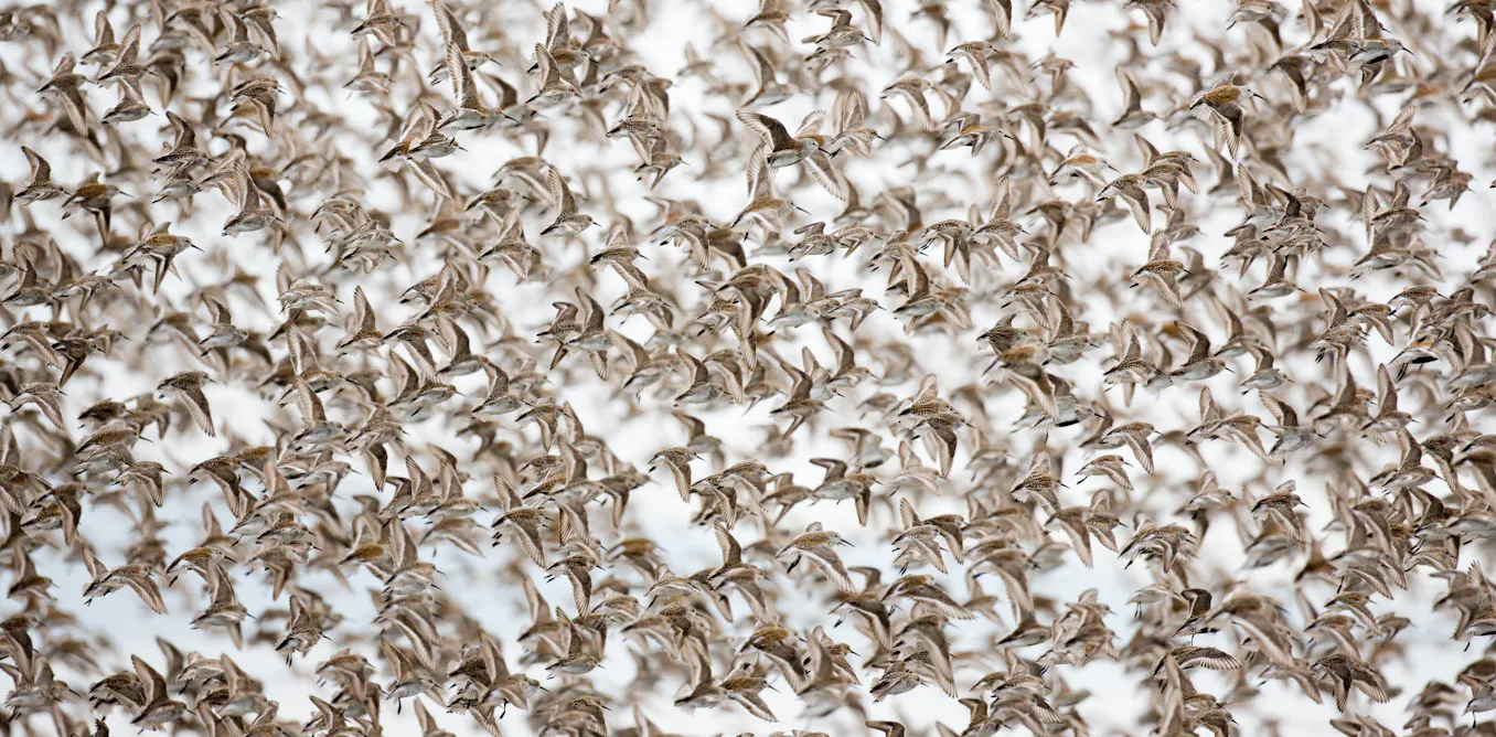 Rising seas threaten the world’s migratory shorebirds Rising seas threaten the world’s migratory shorebirds