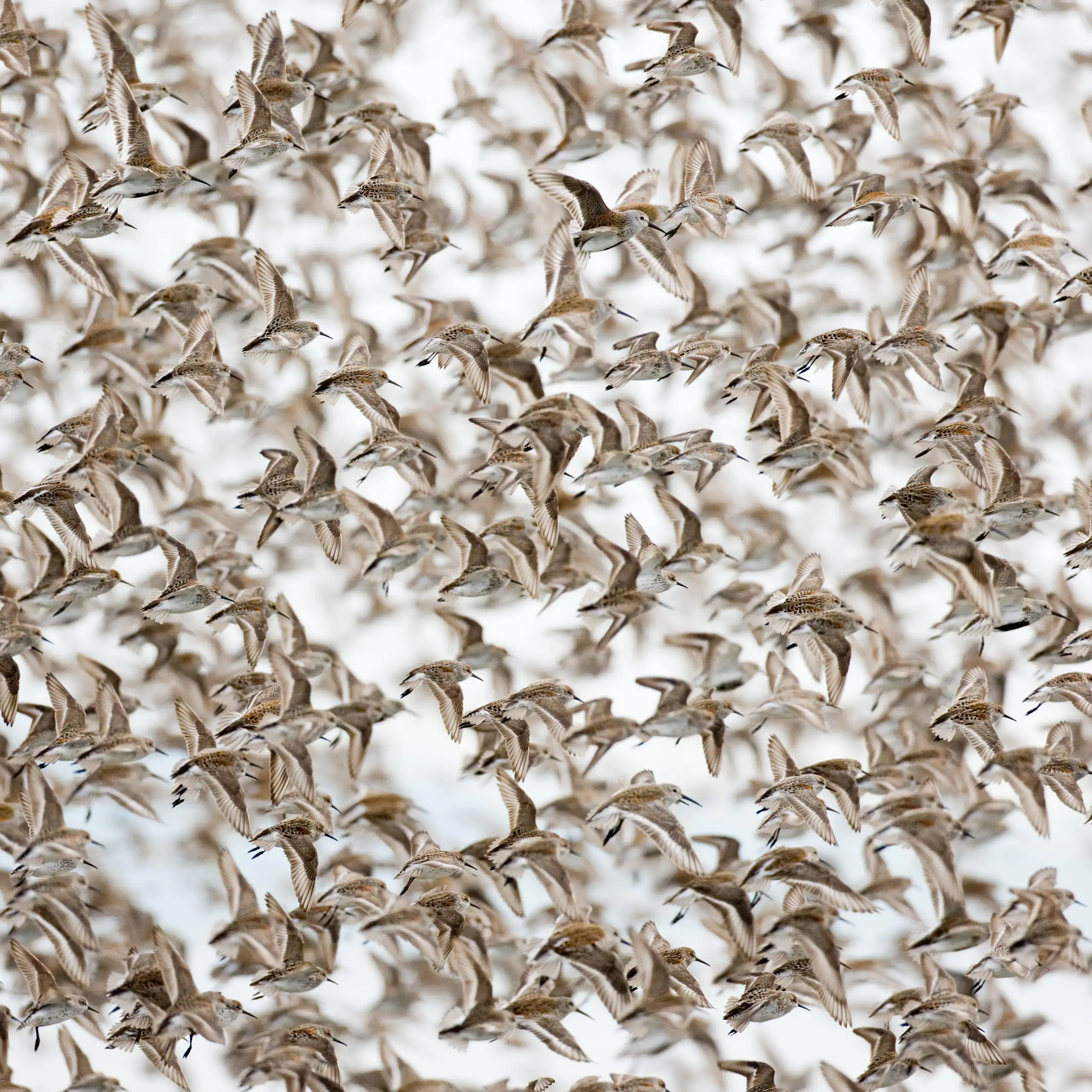 a flock of small white/brown birds flying together