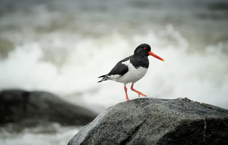 a black and white bird with a long narrow red beak on rocks near the shore, waves are seen in the background