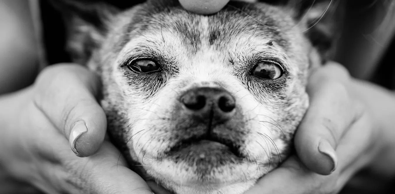 Why old dogs might be able to teach Alzheimer’s researchers new tricks Why old dogs might be able to teach Alzheimer’s researchers new tricks