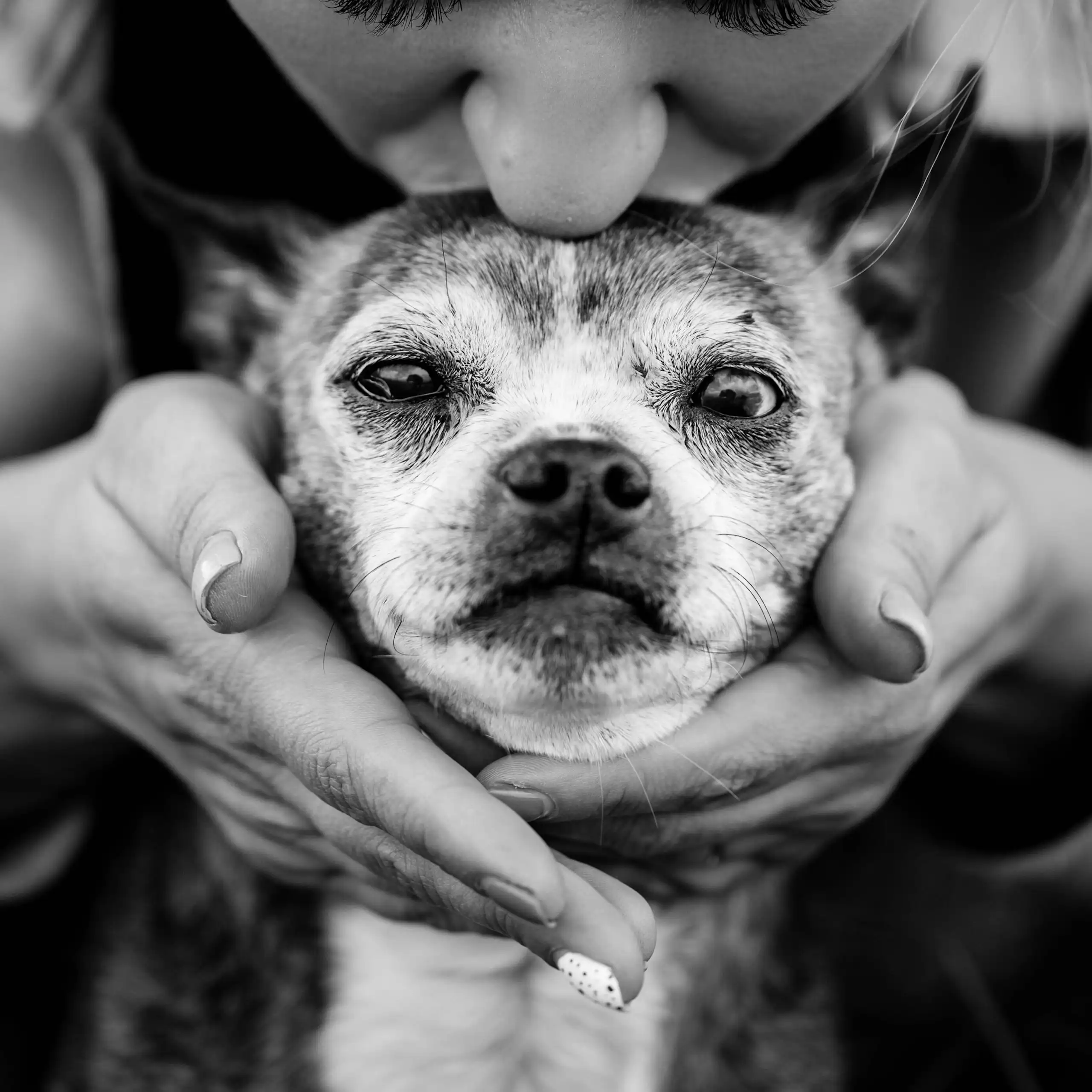 Close-up of dog's face as a person cups its jaw with their hands and kisses the top of its head.