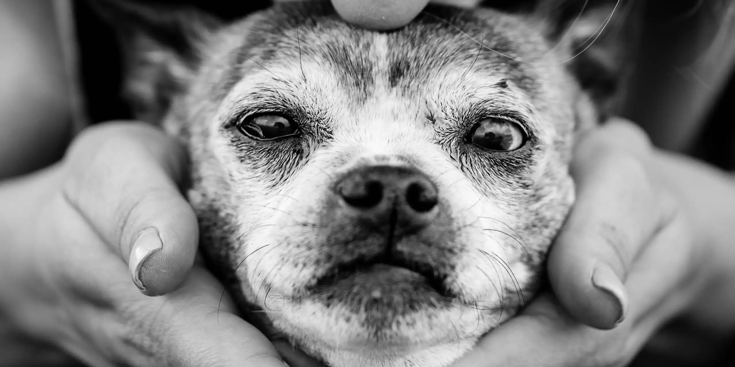Close-up of dog's face as a person cups its jaw with their hands and kisses the top of its head.