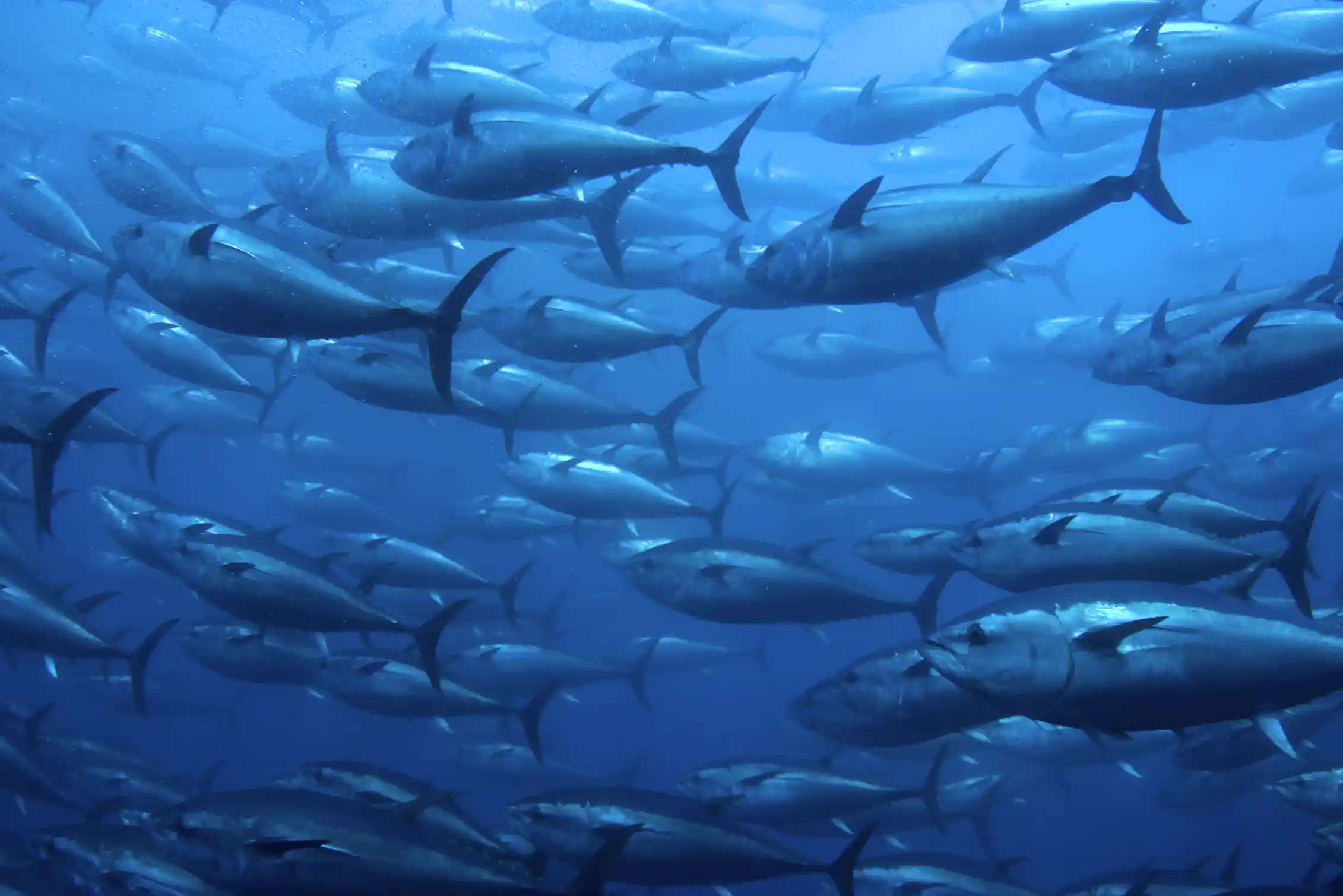 School of dark silvery fish swimming together against deep blue water