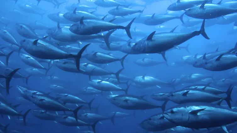 School of dark silvery fish swimming together against deep blue water