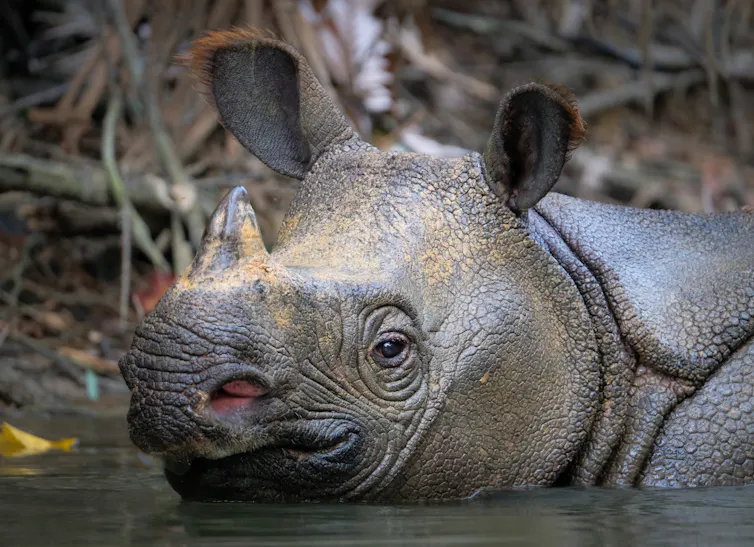 A Javan rhino resting in a muddy body of water.