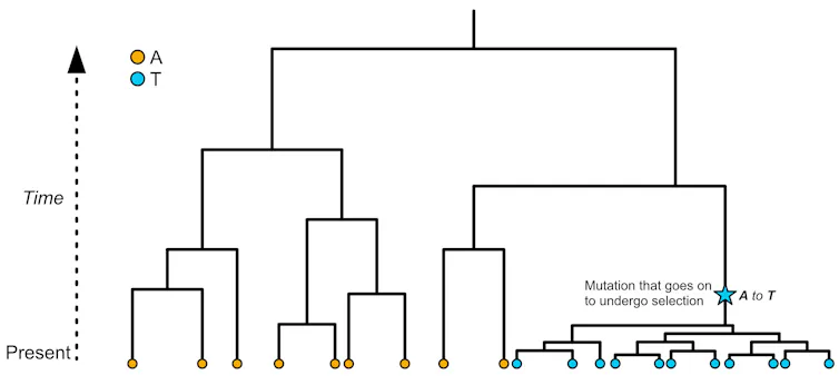 Branching diagram depicting genetic changes in a population