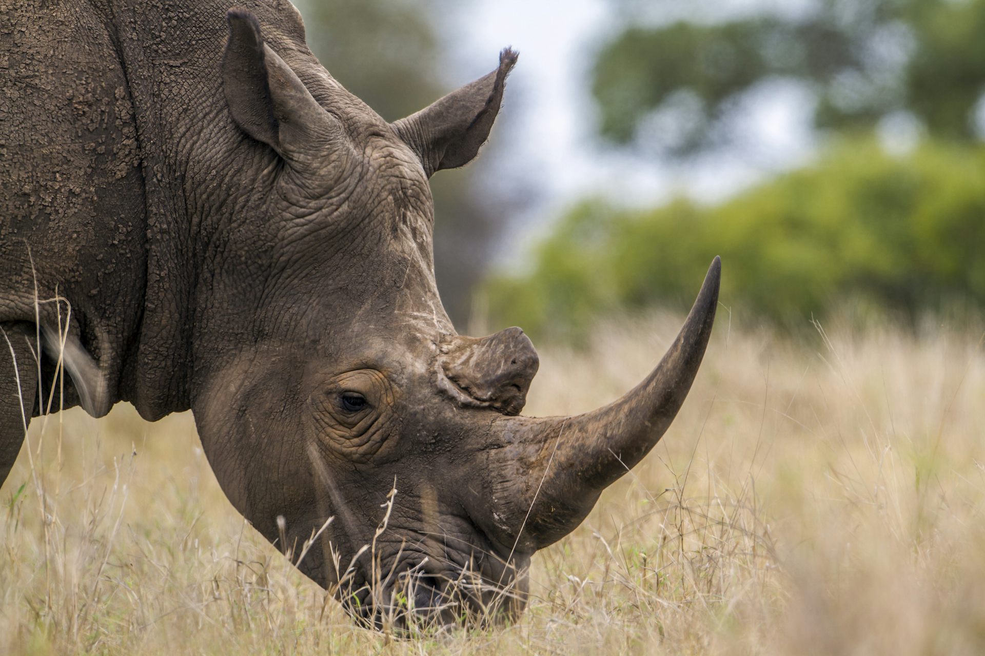 Africa’s rhinos often get the spotlight – but Indonesia’s two rhino species are far closer to extinction