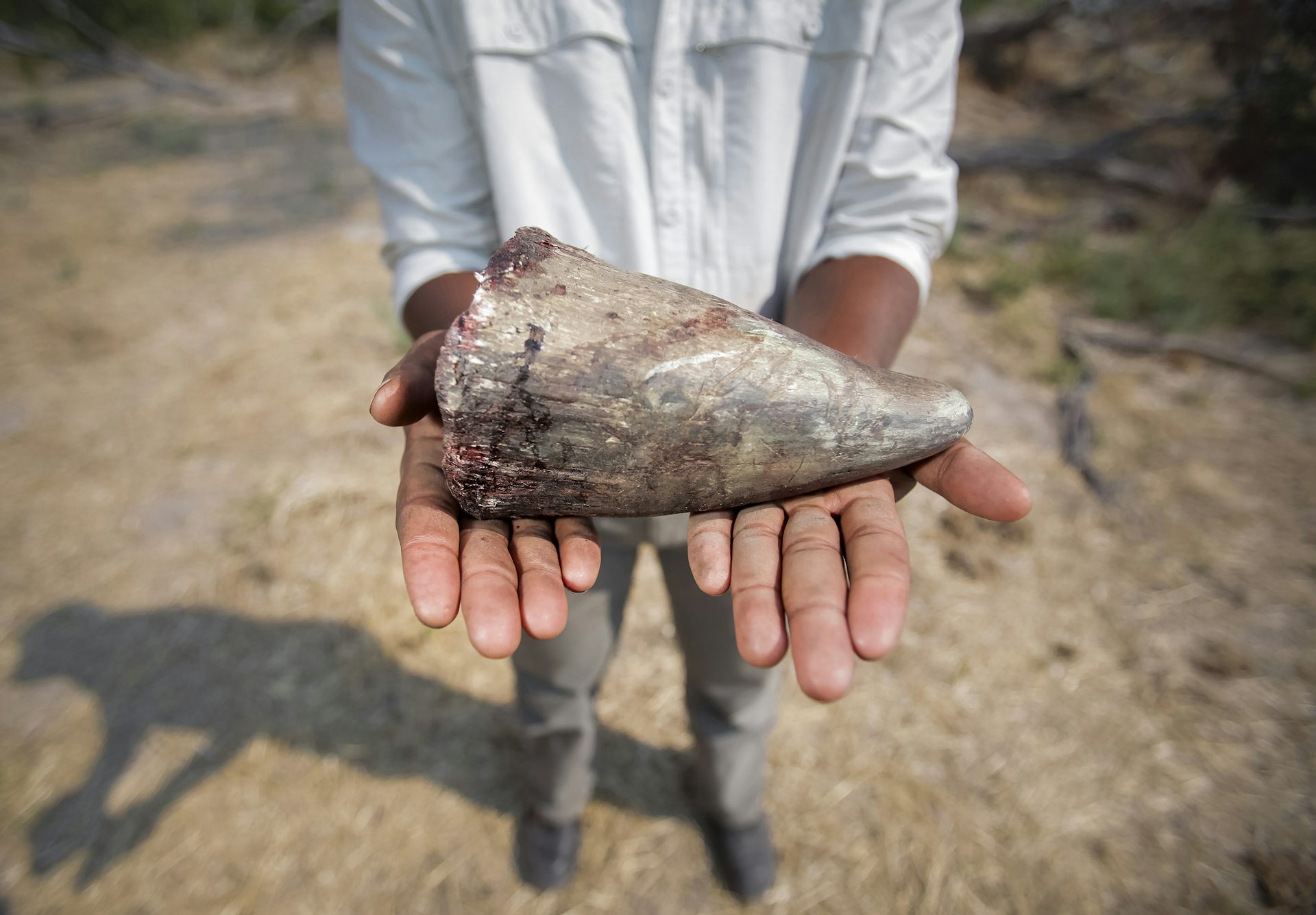 A man holds the horn of a white rhino.