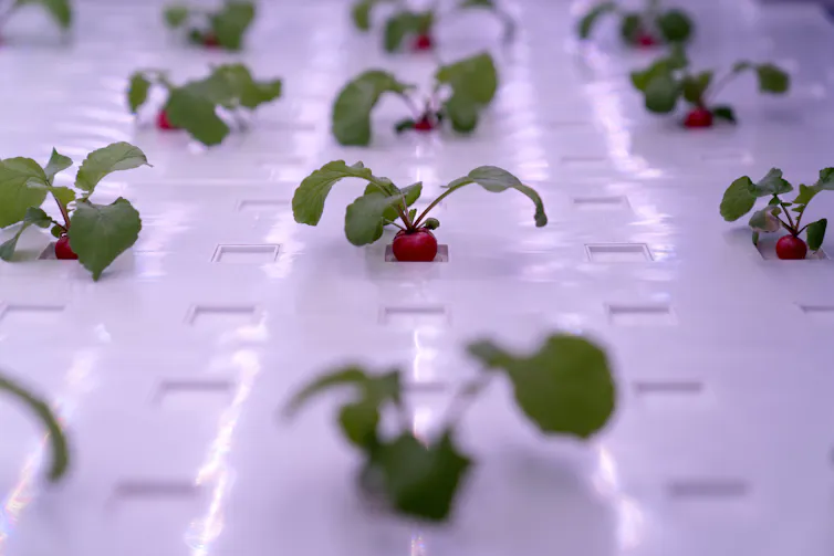 small red radishes with green leaves on a white surface illuminated by purple lighting