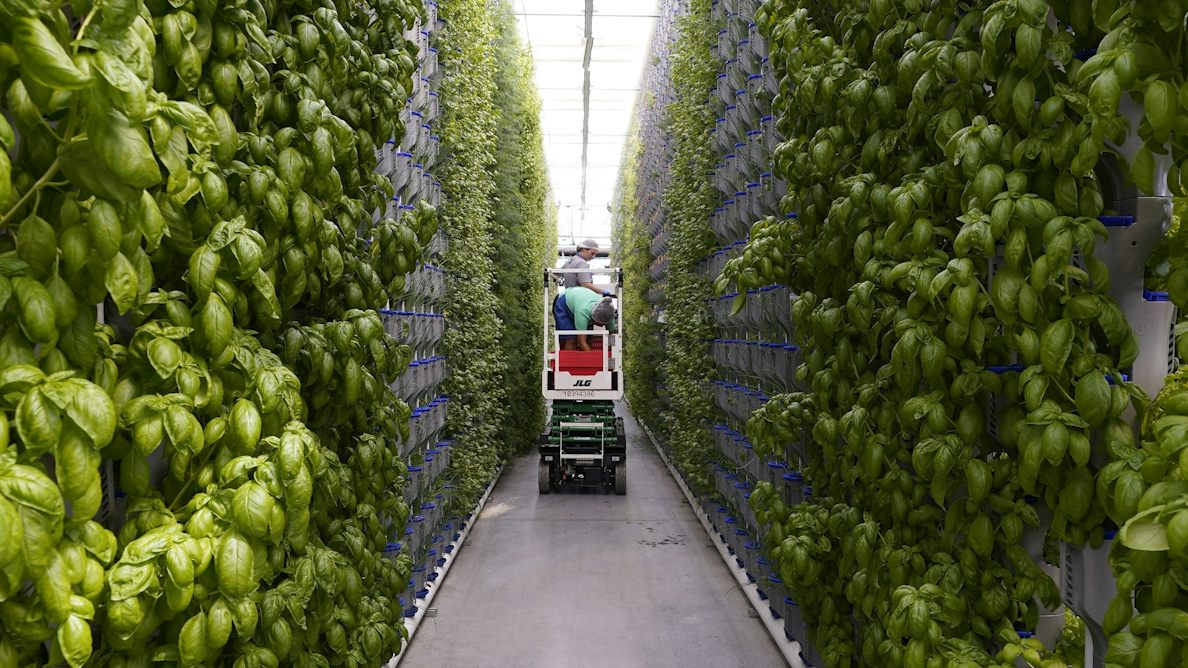 theconversation.com - Evan Bowness - Why 'vertical farming' is not a fix for our food system