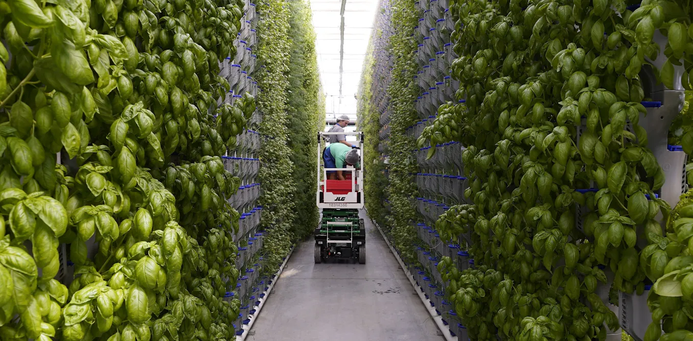 Why ‘vertical farming’ is not a fix for our food system Why ‘vertical farming’ is not a fix for our food system