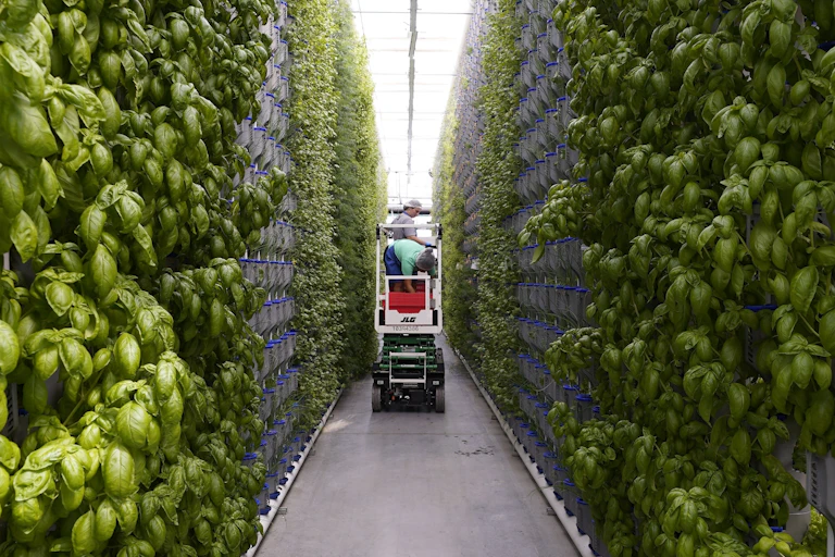 people check on rows of leafy greens stacked on long columns