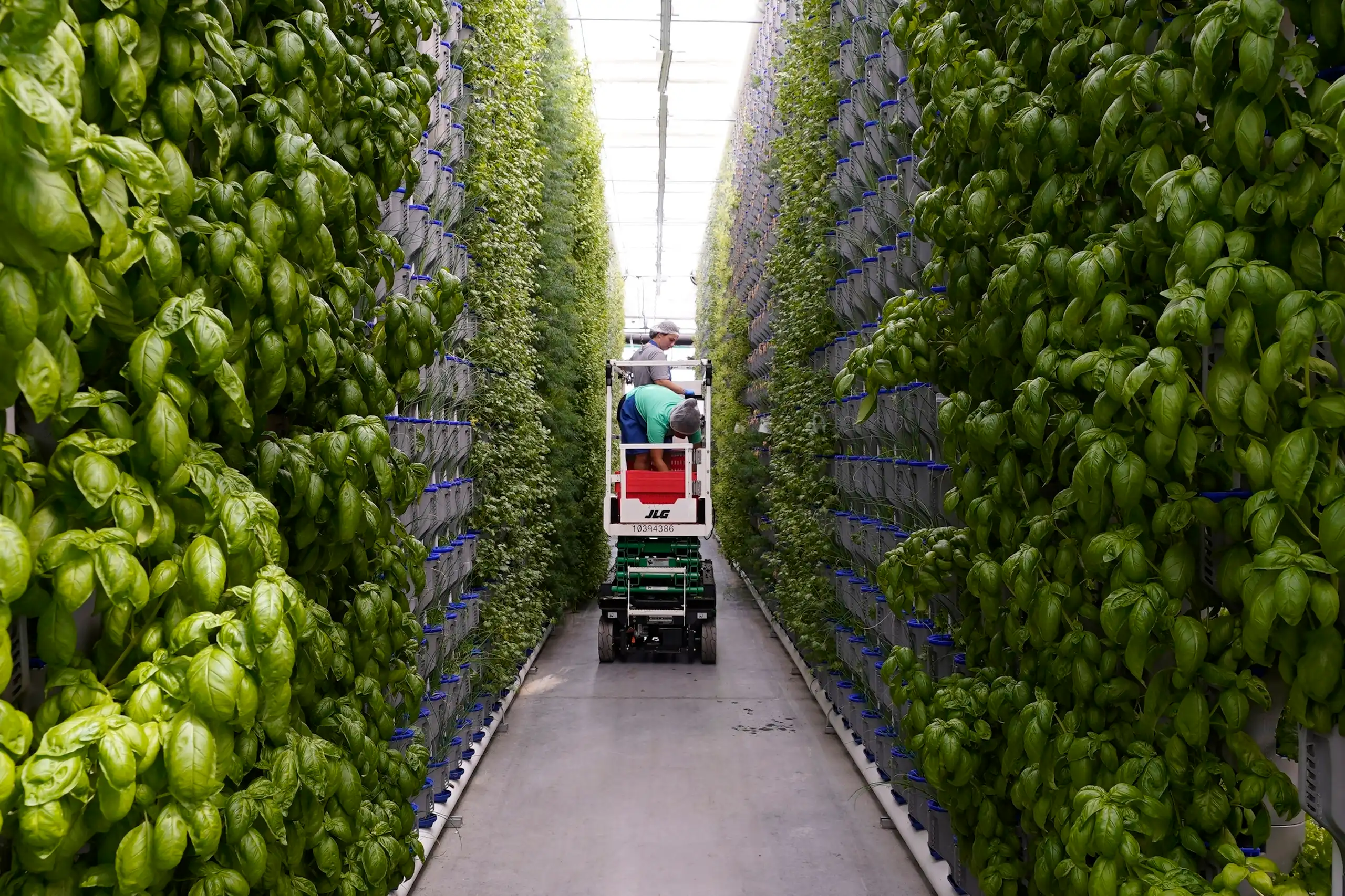 people check on rows of leafy greens stacked on long columns