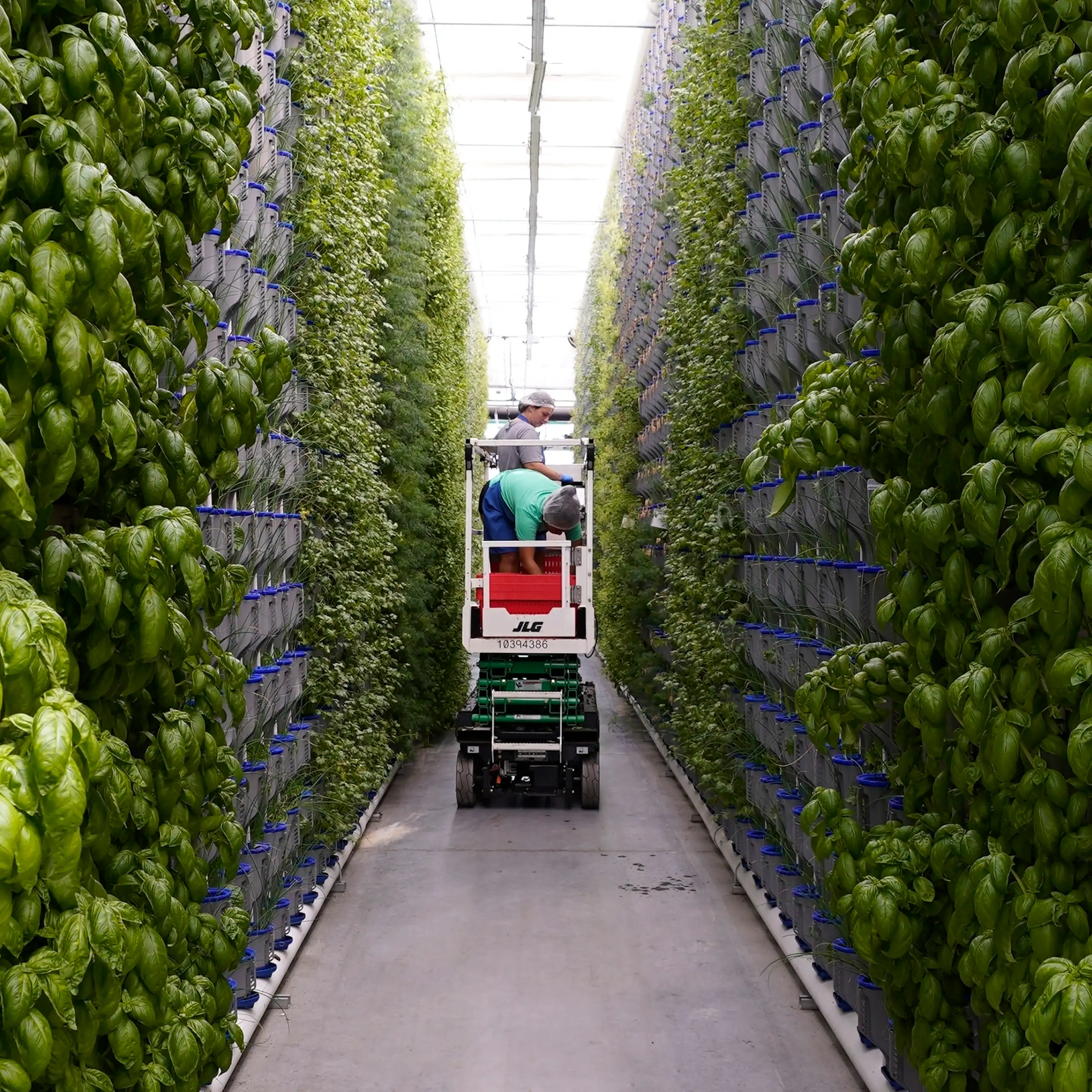 people check on rows of leafy greens stacked on long columns