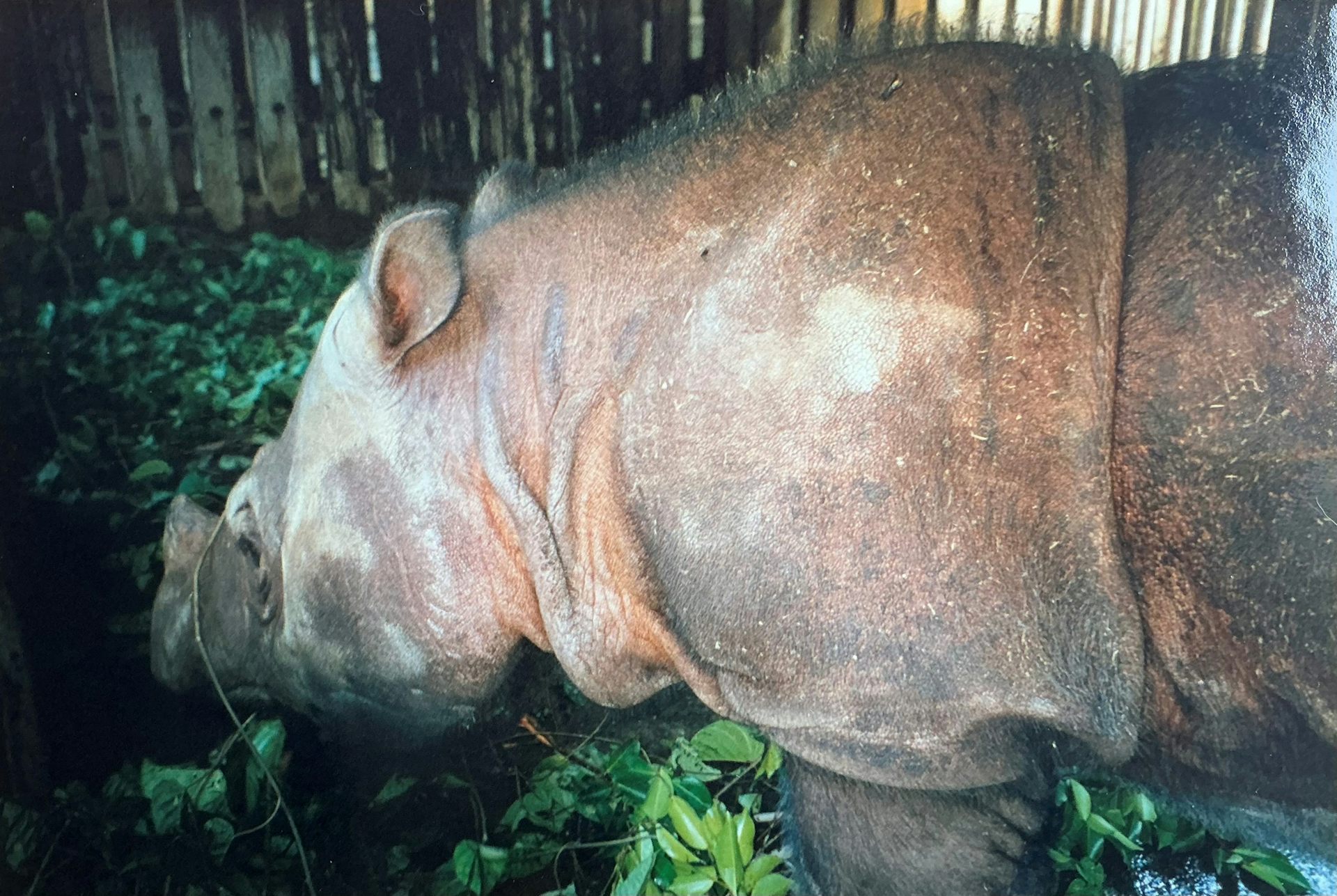 A large Sumatran rhino eating some foliage.