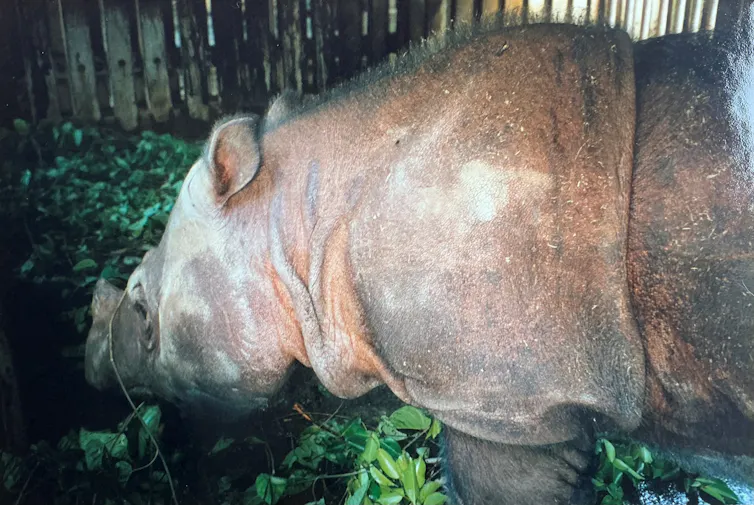 A large Sumatran rhino eating some foliage.