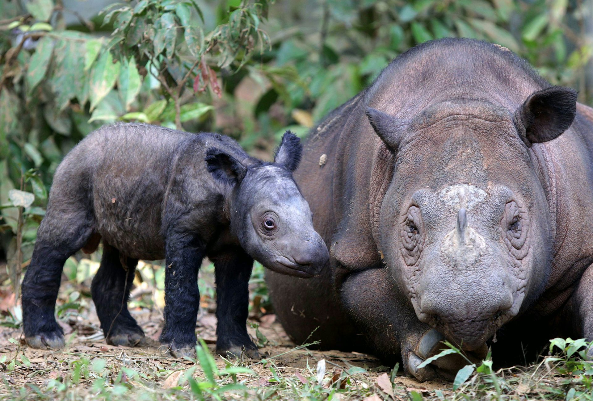 Africa’s rhinos often get the spotlight – but Indonesia’s two rhino species are far closer to extinction
