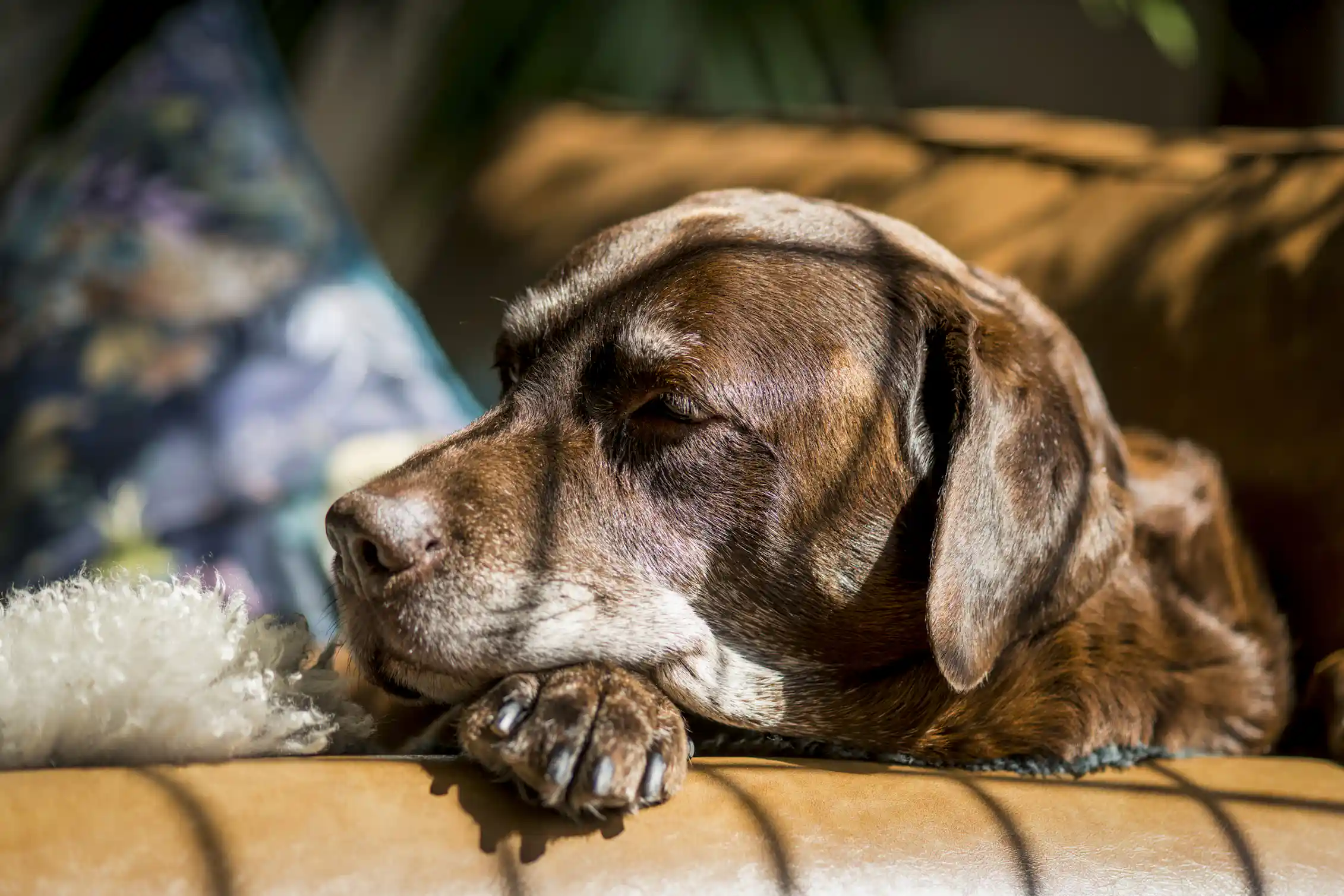 Brown labrador sleeping against arm of sofa