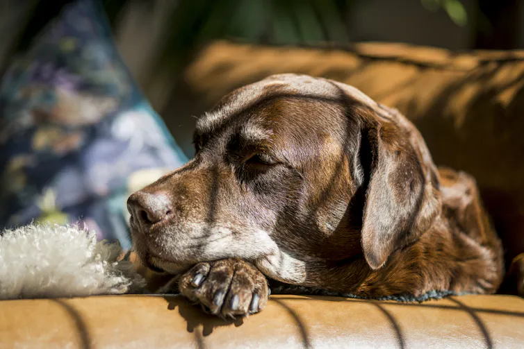 Brown labrador sleeping against arm of sofa