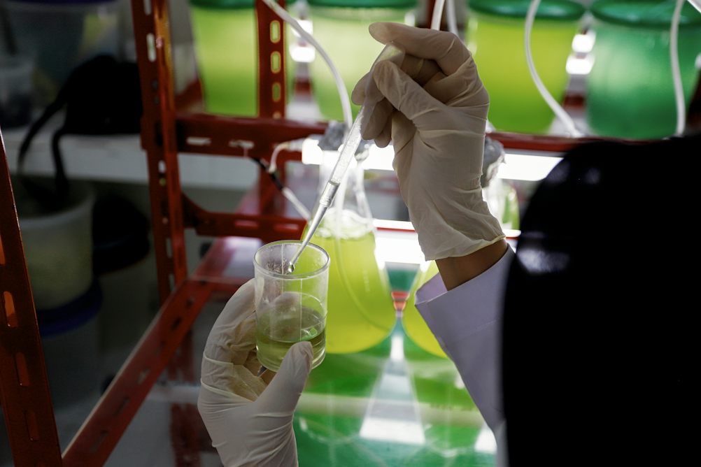 theconversation.com - Amarnath Krishnamoorthy - From food to fuel, AI helps pinpoint how to grow 'microalgae' at scale