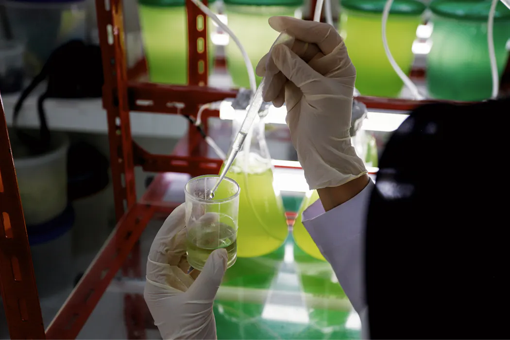 From food to fuel, AI helps pinpoint how to grow ‘microalgae’ at scale