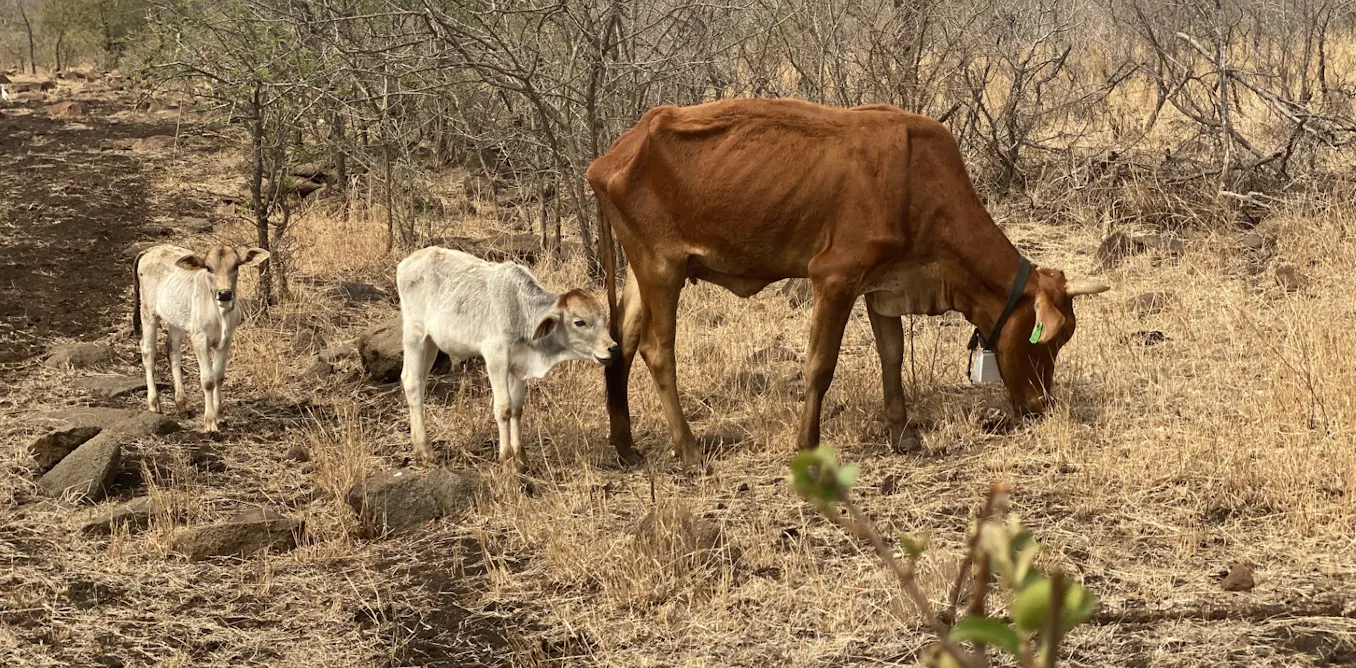 Drought forces livestock farmers to make tough decisions: our model shows the impact on inequality Drought forces livestock farmers to make tough decisions: our model shows the impact on inequality