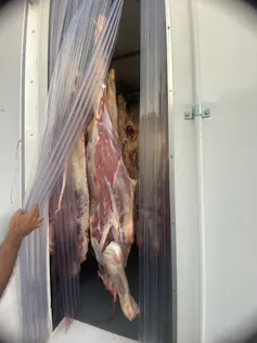 Carcass hanging in a truck