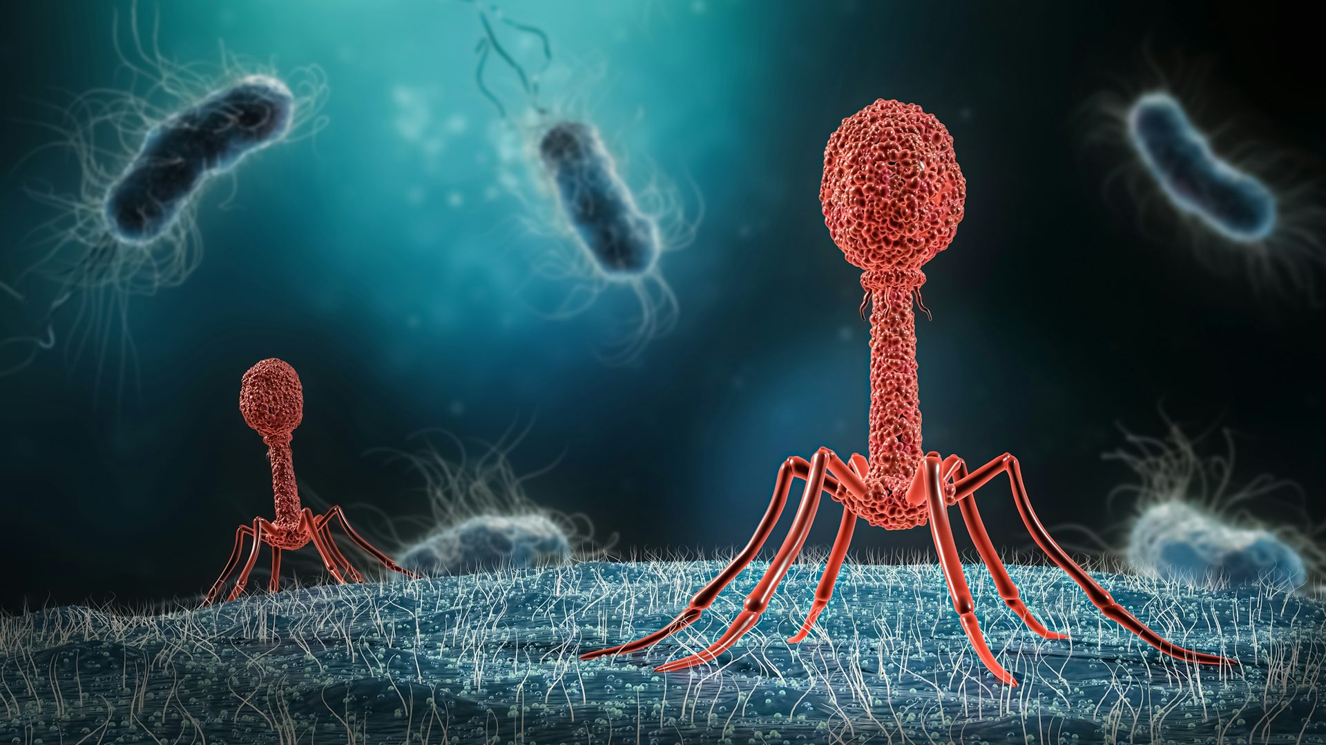Bacteriophages - 3D render