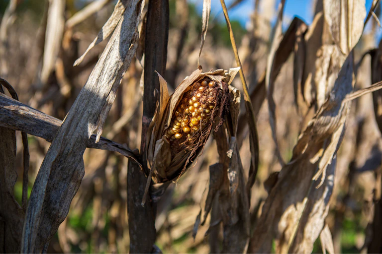 A dried out maize cob on a dry brown stalk