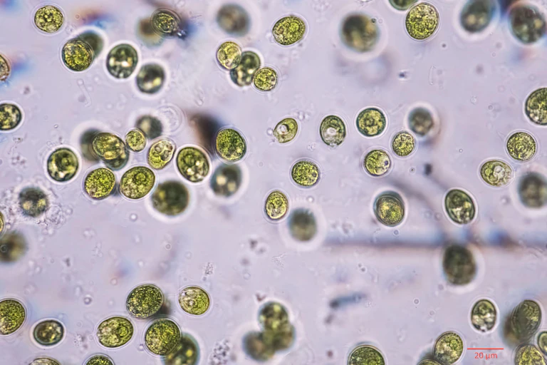Green algae on a purple background.