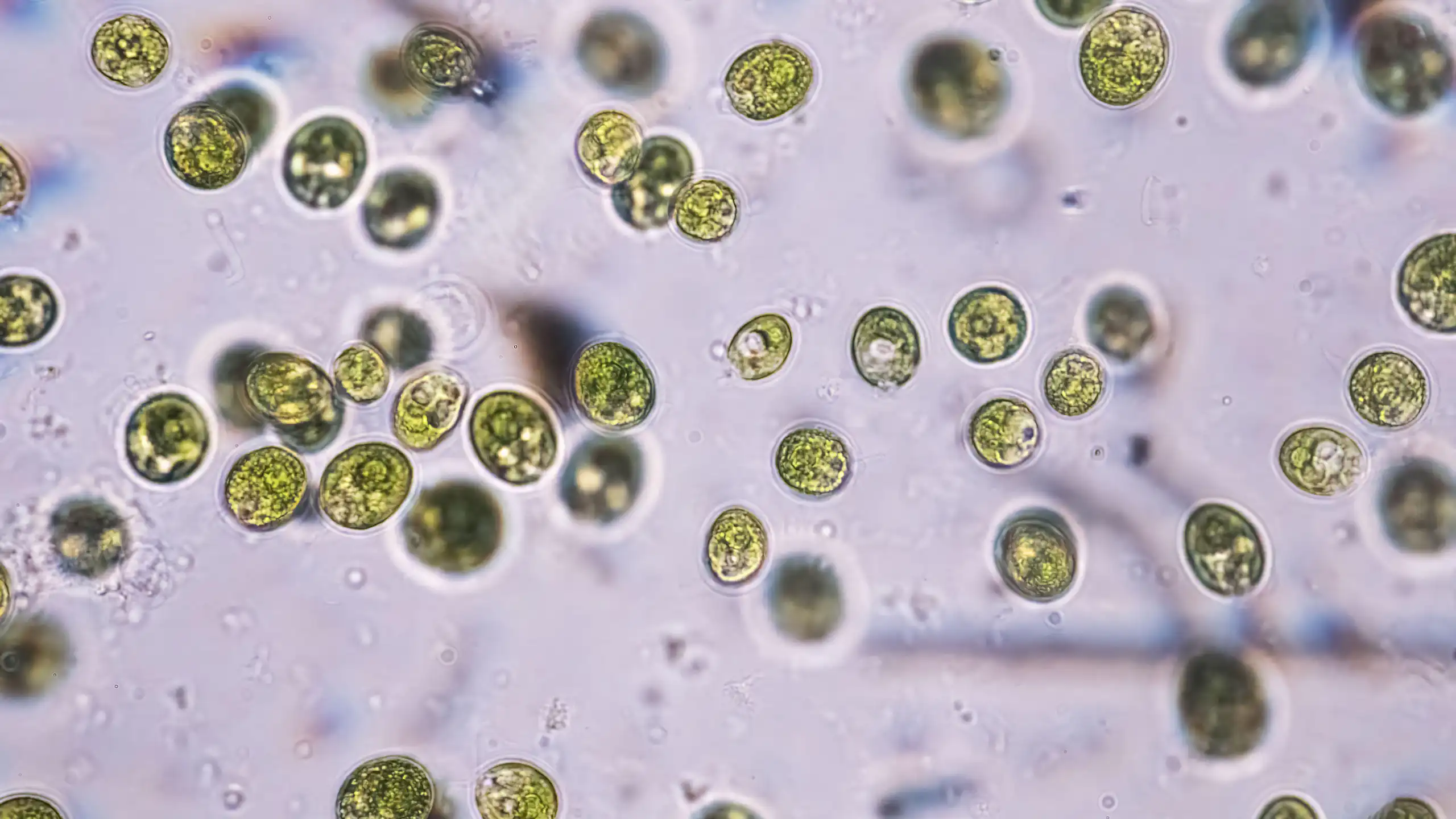 Green algae on a purple background.