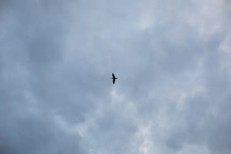 Silhouette of a bird in flight across a cloudy sky.