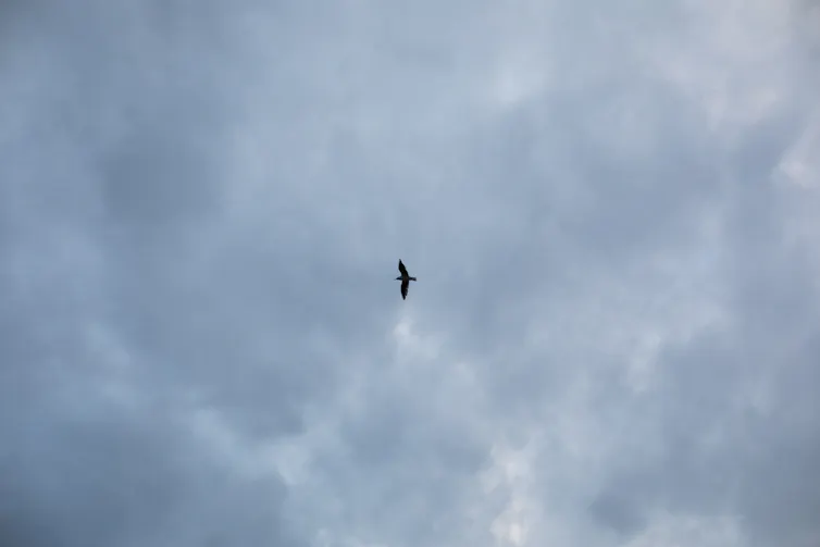 Silhouette of a bird in flight across a cloudy sky.