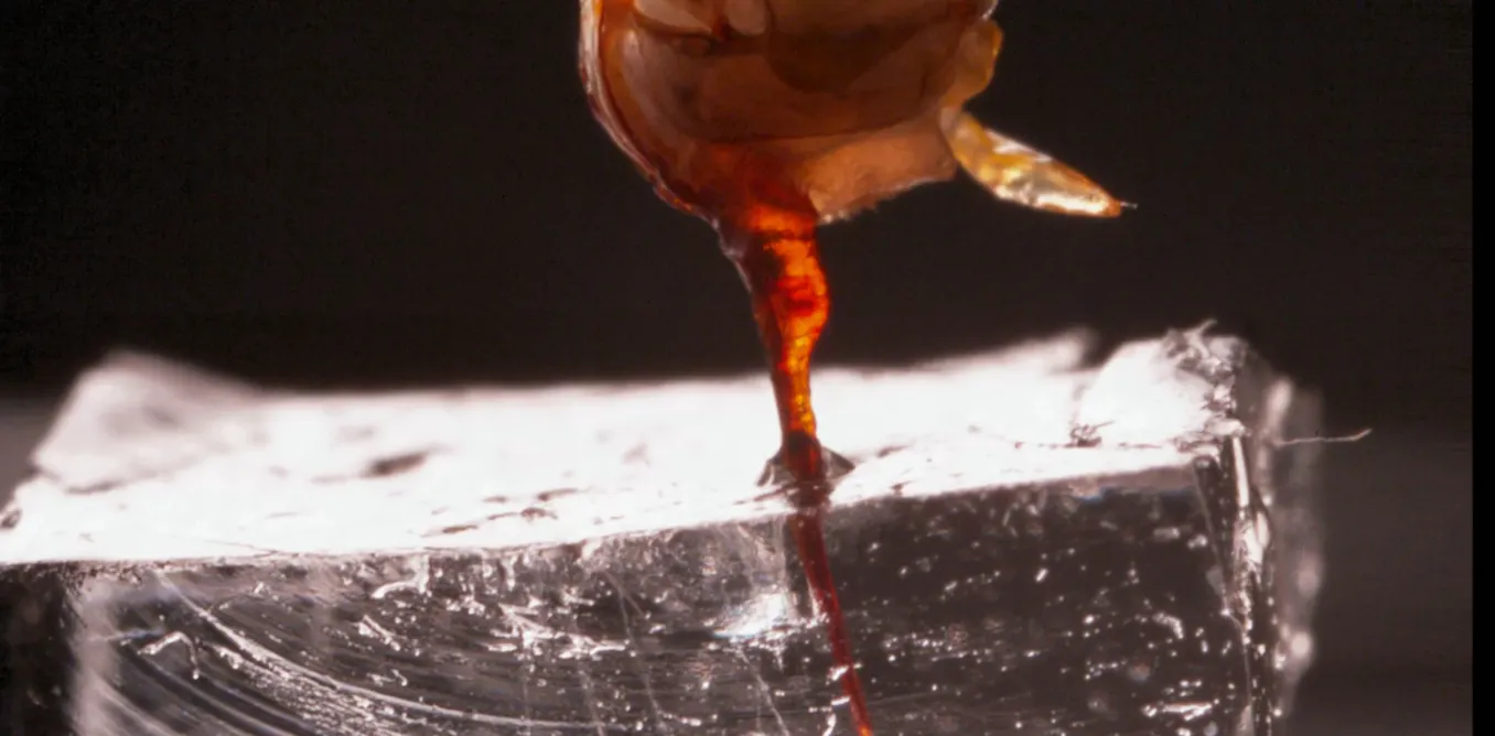 EduWireDaily — How does a honeybee stinger actually pump venom? First-ever video shows it in action