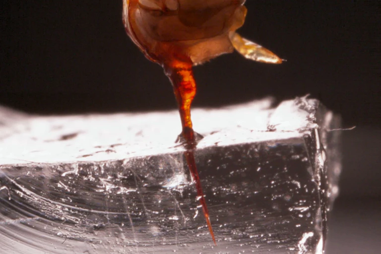 Extreme close-up of a backlit orange bee stinger inserted into a clear gel.