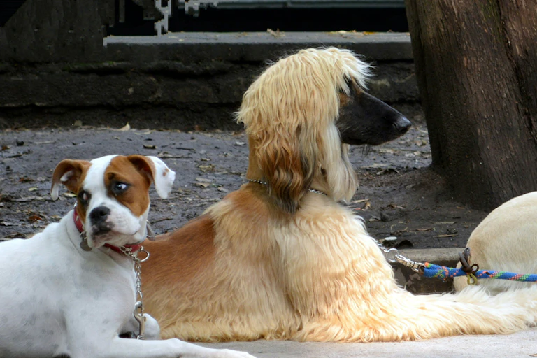 Quatre chiens de tailles différentes.